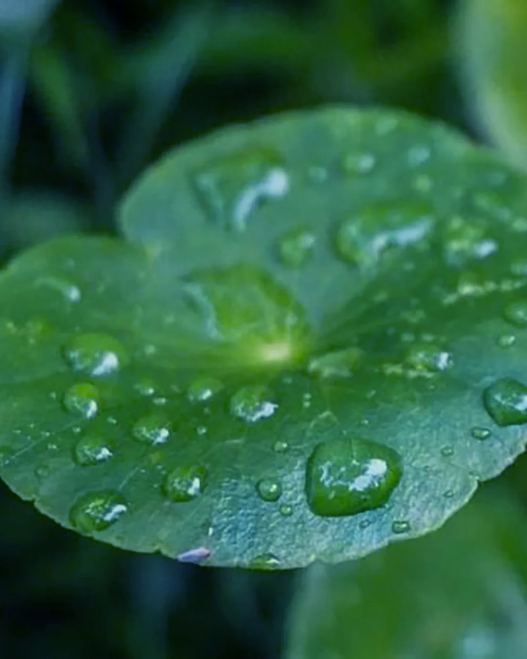 Shampoing CICA-CALM (Shampoing dermo- apaisant) - Image 3